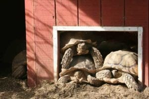 wireless environmental monitoring of tortoise sanctuary