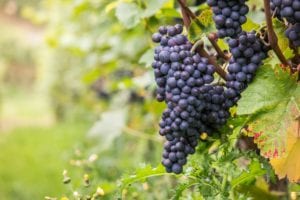 grape vine weather conditions