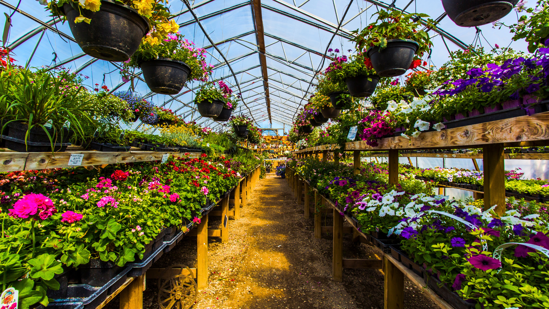 greenhouse temperature monitoring