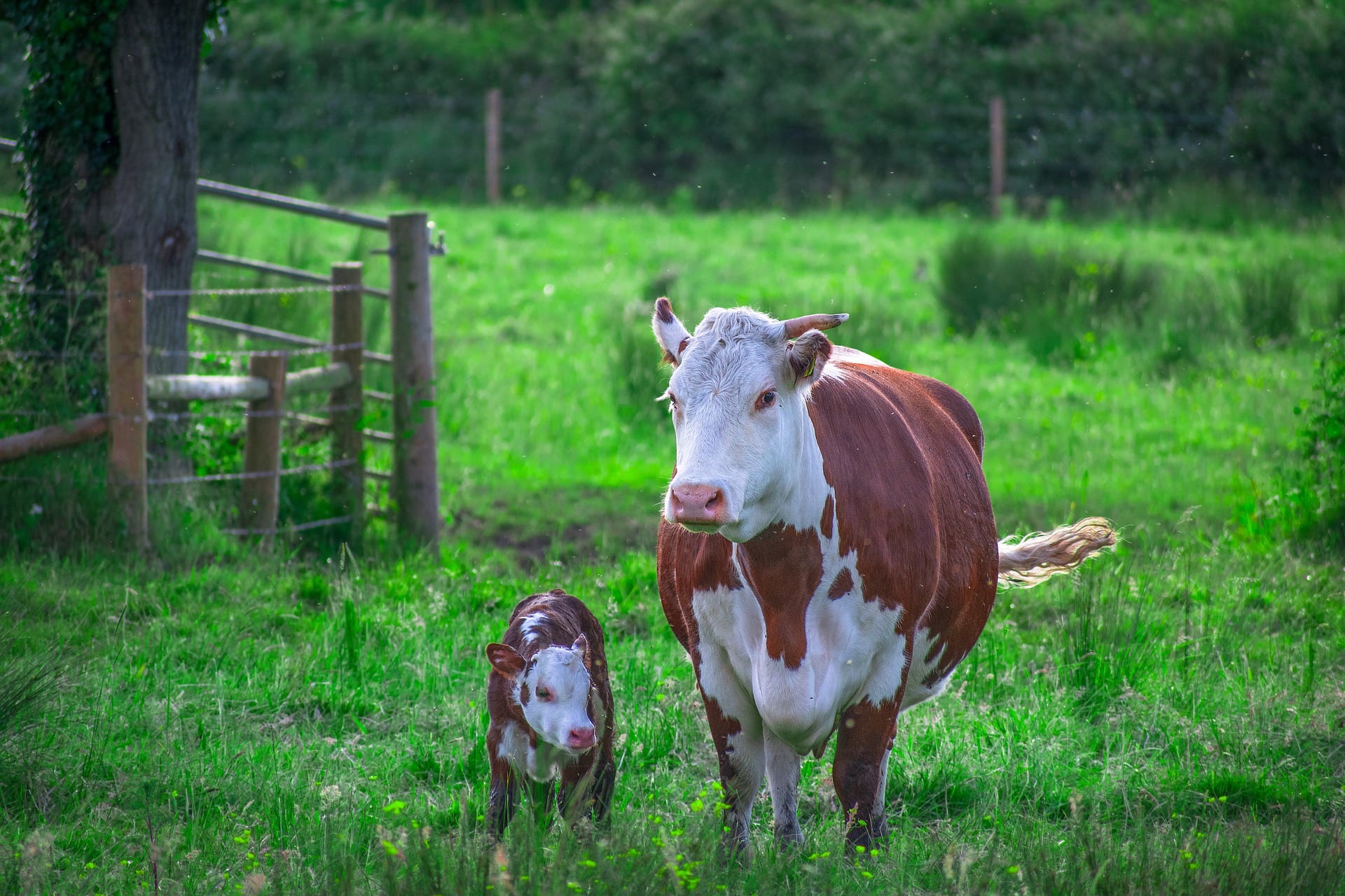 Monitoring Cattle Sperm Storage Temperature for Artificial Fertilization